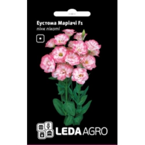 eustoma_mariachi-f1_pink_pikoti