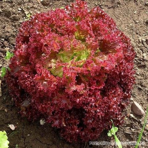Салат ЛОЛЛО-РОССА